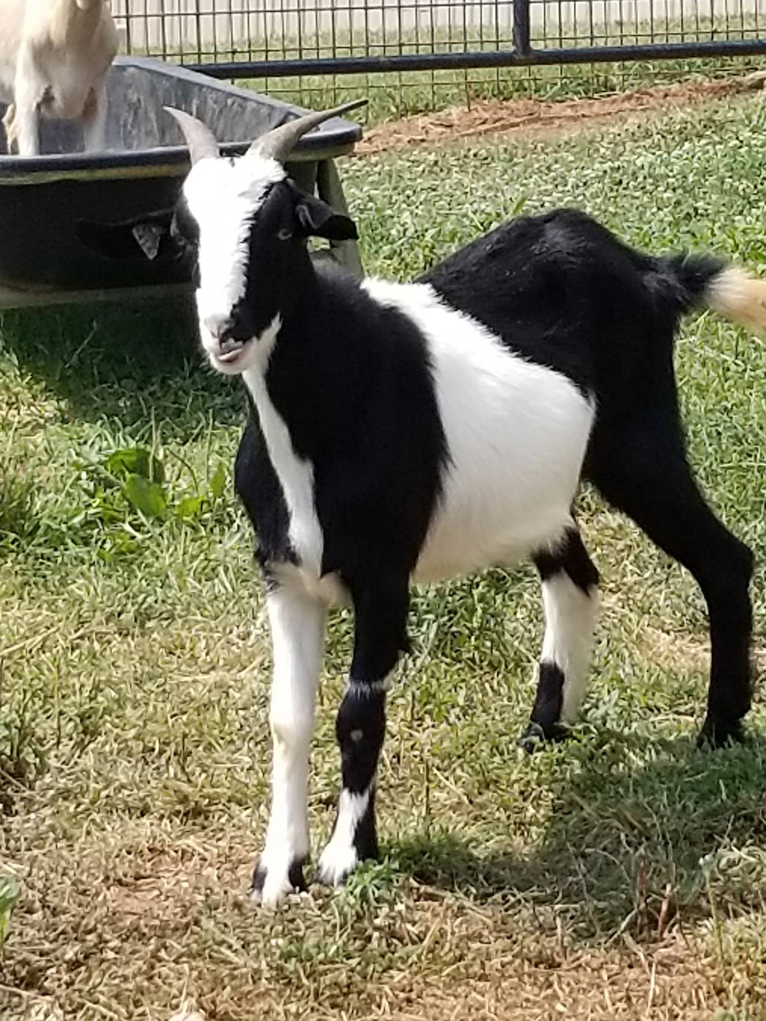 New Zealand Kiko Buckling